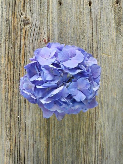 LAVENDER HYDRANGEAS